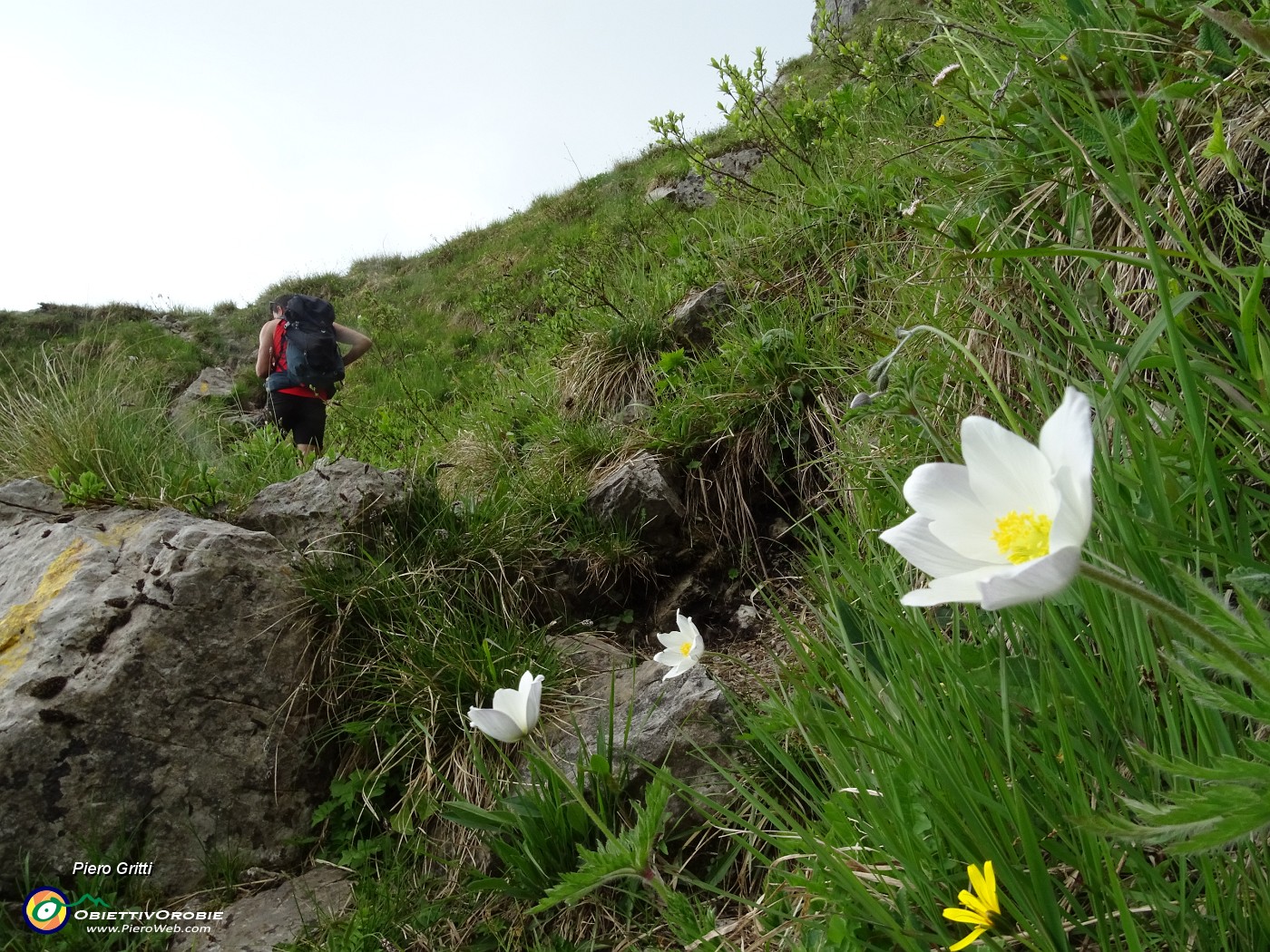 26 Anemone alpino (Pulasatilla alpina).JPG